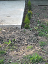 Click to enlarge - Clear 09 003