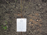 Click to enlarge - Clear 09 004