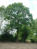 Click to enlarge - Clear 09 007