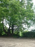 Click to enlarge - Clear 09 007